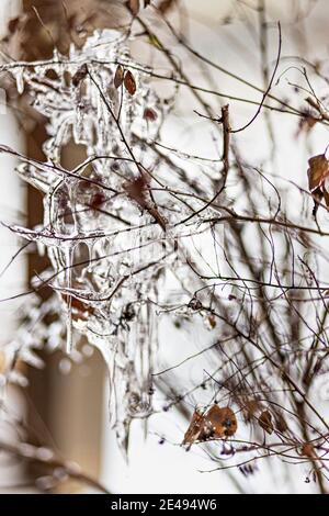 Eisige Äste mit Eiszapfen bei Sonnenuntergang. Winterfrost. Stockfoto