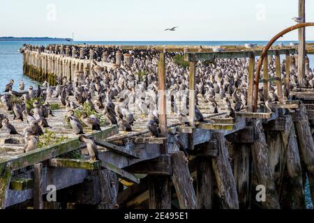 Gefleckter Shags, Stictocarbo punctatus, versammeln sich auf Sumpter Wharf, Oamaru, Südinsel, Neuseeland. Stockfoto