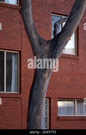 Gummibaum vor dem Gebäude mit Fenstern, Melbourne, Australien Stockfoto