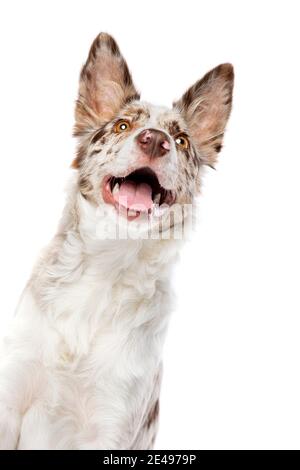 Border Collie Hund isoliert auf einem weißen Hintergrund Stockfoto