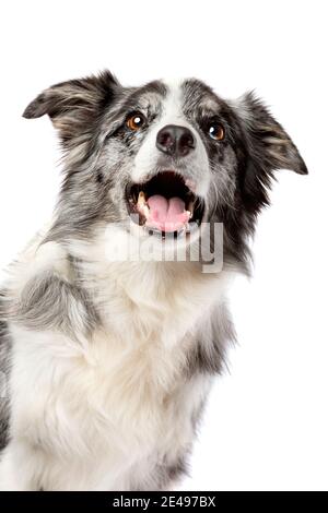 Border Collie Hund isoliert auf einem weißen Hintergrund Stockfoto