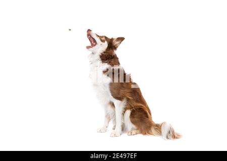 Border Collie Hund isoliert auf einem weißen Hintergrund Stockfoto