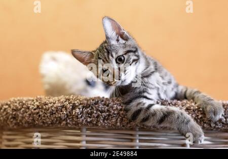 Tabby Kätzchen. Europäische Kurzhaarkätzchen auf orangefarbenem Hintergrund. Stockfoto