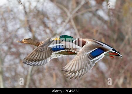 Stockenten Enten Anas platyrhynchos im Flug. Fliegen mit gespreizten Flügeln. Ente mit drake in derselben Position Porträt, Nahaufnahme. Dubnica, Slowakei Stockfoto