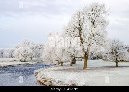 Milchbäume am Ufer des Flusses Eamont bei Brougham Castle, in der Nähe von Penrith Stockfoto