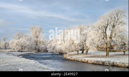 Milchbäume am Ufer des Flusses Eamont bei Brougham Castle, in der Nähe von Penrith Stockfoto