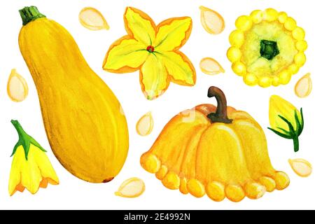 Orange patissons und Squash Elemente isoliert auf weißem Hintergrund. Stockfoto