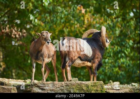 Europäischer Mufflon, Ovis orientalis musimon, seitlich, stehend, Bayern, Deutschland, Europa Stockfoto