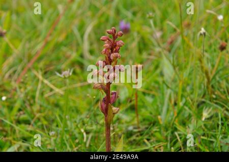 Frog Orchid, Dactylorhiza viridis, auf Kreide Grasland, in Wiltshire.UK Stockfoto