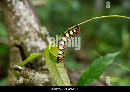 Caterpillar im Amazonas-Regenwald, Brasilien. Stockfoto