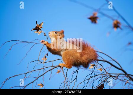 Europäisches Rothörnchen (Sciurus vulgaris) klettert in den Zweigen, Bayern, Deutschland Stockfoto