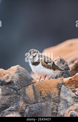 Turnstone (Arenaria interpres) steht auf Felsen, Fuerteventura, Kanarische Inseln, Spanien Stockfoto