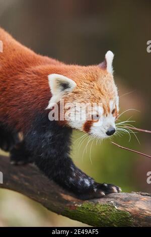 Roter Panda, Ailurus fulgens, Ast, seitlich, gehend Stockfoto