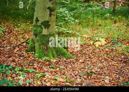 Wurzeln einer gemeinen Buche, Fagus sylvatica, Laubbaum, Herbst, Bayern, Deutschland Stockfoto