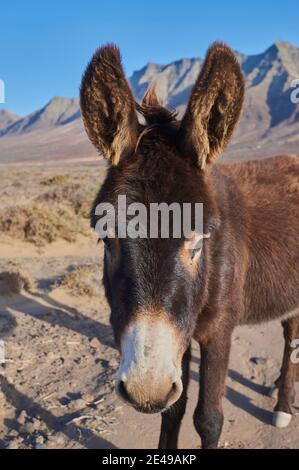 Afrikanischer Esel (Equus africanus asinus) in karger Landschaft, Playa de Cofete, Fuerteventura, Kanarische Inseln, Spanien Stockfoto