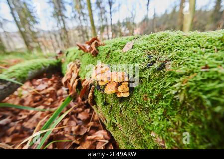 Samtfußschutt (Flammulina velutipes), Pilze, Baumstamm, Moos, Bayern, Deutschland Stockfoto