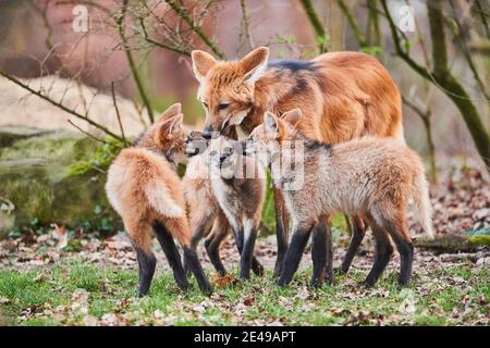 Mähne Wolf (Chrysocyon brachyurus), Mutant mit seiner jungen, Deutschland Stockfoto