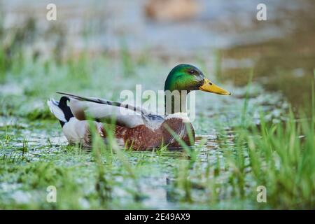 Mallard (Anas platyrhynchos) Männchen schwimmend auf einem See, Bayern, Deutschland, Europa Stockfoto