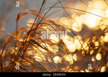 Getrocknete Gräser von der untergehenden Sonne beleuchtet, verschwommener Bokeh Hintergrund Stockfoto