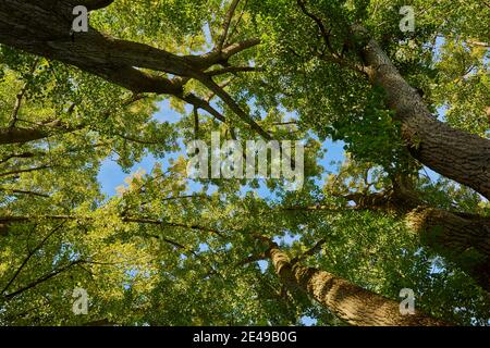 Inselpark Erholungsgebiet, Zitteraspen (Populus tremula), Allee, Herbst, Regensburg, Bayern, Deutschland Stockfoto