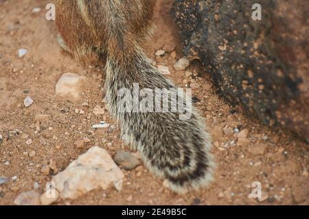 Schwanz eines Atlashörnchens (Atlantoxerus getulus), Fuerteventura, Kanarische Inseln, Spanien Stockfoto