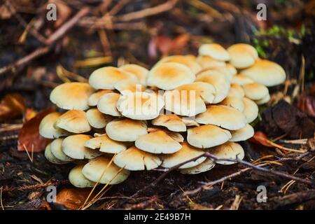 Samtfußschutt (Flammulina velutipes), Pilze, Baumstamm, Moos, Bayern, Deutschland Stockfoto