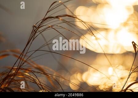 Getrocknete Gräser von der untergehenden Sonne beleuchtet, verschwommener Bokeh Hintergrund Stockfoto