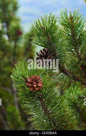 Triebe und Kegel von Bergkiefern, Bergkiefer (Pinus mango) auf dem Berg, kleiner Göll, Salzburg, Österreich Stockfoto