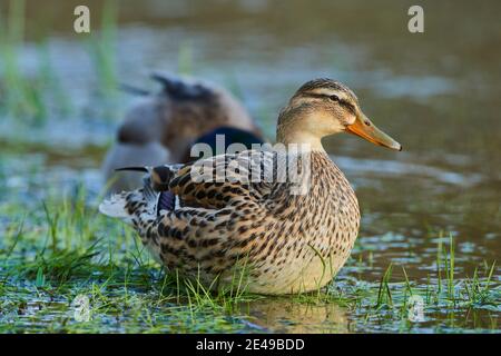 Stockente (Anas platyrhynchos) am Donauufer, weiblich, Bayern, Deutschland, Europa Stockfoto