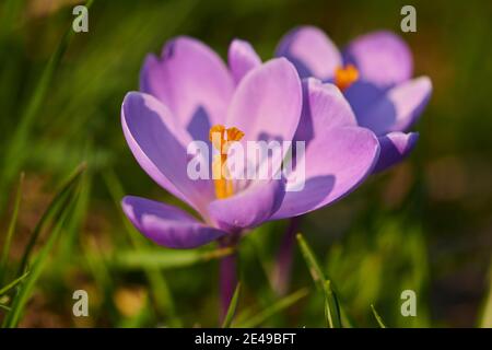 Crocus (Crocus sp.), violette Blume, auf einer Wiese, Bayern, Deutschland Stockfoto