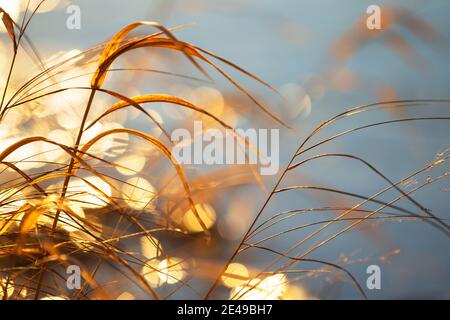 Getrocknete Gräser von der untergehenden Sonne beleuchtet, verschwommener Bokeh Hintergrund Stockfoto