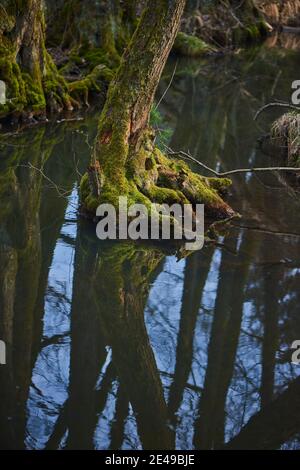 Schwarzerle (Alnus glutinosa) Wurzel bewachsen mit Moos im Moor, Oberpfalz, Bayern, Deutschland Stockfoto