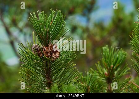 Triebe und Kegel von Bergkiefern, Bergkiefer (Pinus mango) auf dem Berg, kleiner Göll, Salzburg, Österreich Stockfoto