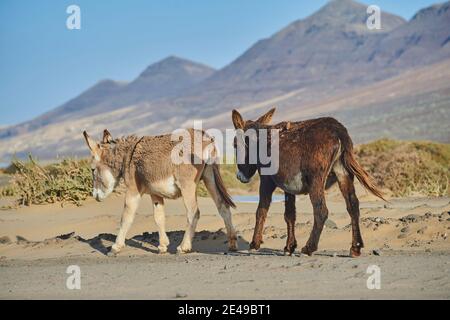 Afrikanischer Esel (Equus africanus asinus) in karger Landschaft, Playa de Cofete, Fuerteventura, Kanarische Inseln, Spanien Stockfoto