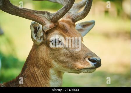 Damwild (Dama dama), Portrait, seitlich, schauend, Bayern, Deutschland Stockfoto