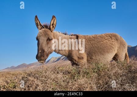 Afrikanischer Esel (Equus africanus asinus) in karger Landschaft, Playa de Cofete, Fuerteventura, Kanarische Inseln, Spanien Stockfoto
