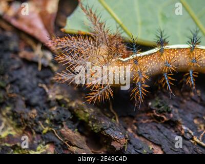 Ein schöner und gefährlicher Käfer namens 'Bayuca', der im Amazonas-Regenwald lebt. Amazonien. Brasilien. Lateinamerika Stockfoto