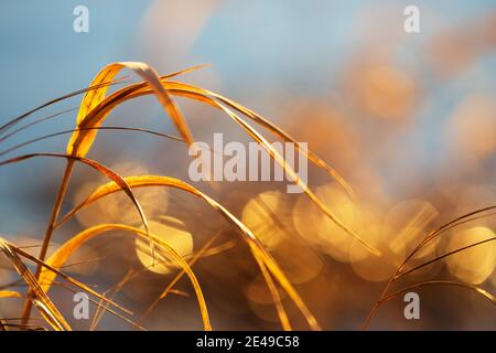 Getrocknete Gräser von der untergehenden Sonne beleuchtet, verschwommener Bokeh Hintergrund Stockfoto