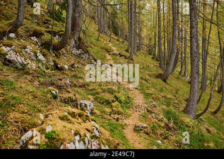 Herbstlicher Lärchenwald (Larix lyallii) auf dem Wanderweg zum Kleinen Göll, Salzburger Land, Nationalpark Berchtesgaden, Salzburg, Österreich Stockfoto