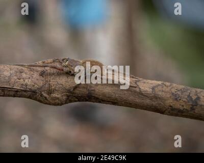 Die Amazonasspinne versteckt sich auf einem Stock im Amazonas-Regenwald Stockfoto