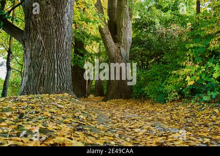 Inselpark Erholungsgebiet, Zitteraspen (Populus tremula), Allee, Herbst, Regensburg, Bayern, Deutschland Stockfoto