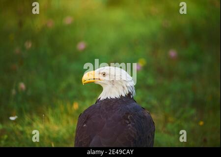 Weißkopfseeadler (Haliaeetus leucocephalus) seitlich blickend, Tierportrait, Bayern, Deutschland Stockfoto