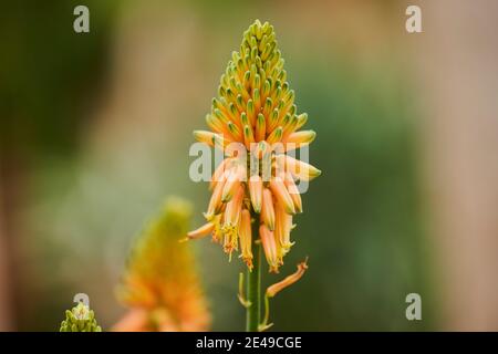 Blühende Aloe Vera (Aloe Vera), Vorkommen auf Gran Canaria, Kanarische Inseln, Deutschland Stockfoto