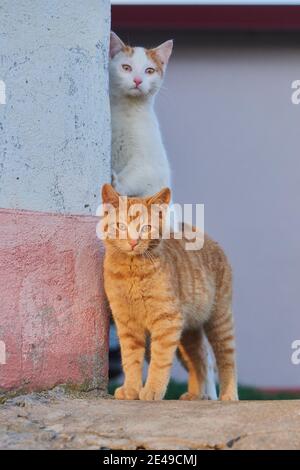 Hauskatzen (Felis catus), an einer Steinmauer im Abendlicht, Deutschland Stockfoto