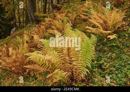 Gelbwurmfarn, Rüdenfarn (Dryopteris filix-Mas) auf Waldboden, kleiner Göll, Salzburger Land, Nationalpark Berchtesgaden, Salzburg, Österreich Stockfoto