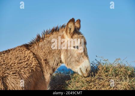 Afrikanischer Esel (Equus africanus asinus) in karger Landschaft, Playa de Cofete, Fuerteventura, Kanarische Inseln, Spanien Stockfoto