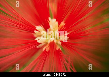 Blühender Zylinderreiniger (Melaleuca citrina), Detail, Blüte, Vorkommen in Mittelamerika, Zierholz, Deutschland, Europa Stockfoto