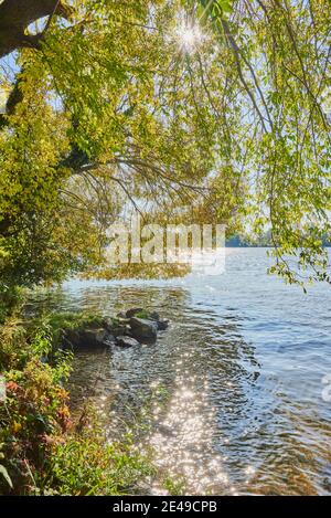 Gebrochene Weide (Salix fragilis) an den Ufern der Donau, Herbst, Bayern, Deutschland, Europa Stockfoto