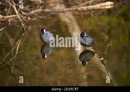 Blässhühner (Fulica atra), männlich, am Ufer im Wasser stehend, Franken, Bayern, Deutschland, Europa Stockfoto