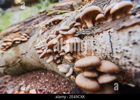 Austernpilz (Pleurotus ostreatus) auf einem europäischen Buchenstamm (Fagus sylvatica), Bayern, Deutschland Stockfoto